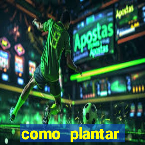 como plantar gergelim no vaso